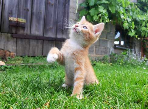 在草坪上的小猫咪图片
