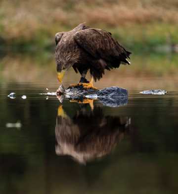 老鷹水中獵食圖片