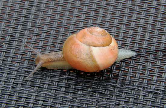 可人的蜗牛图片