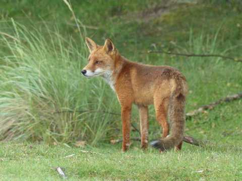 草坪上的狐狸图片