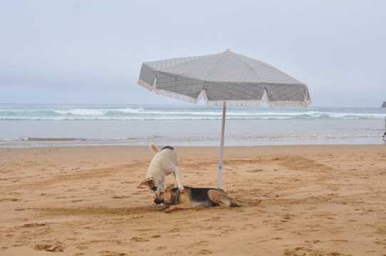 海滩玩耍小狗图片