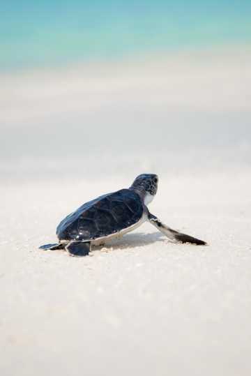 海滩上的小海龟图片