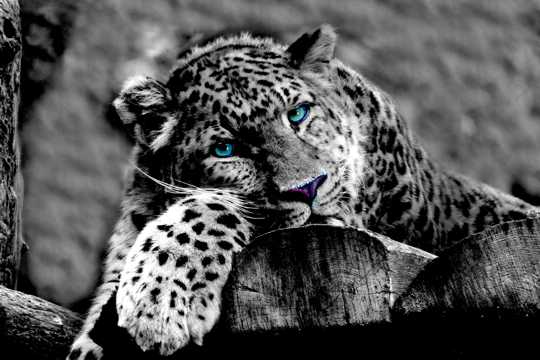 斑点豹照相黑白图片