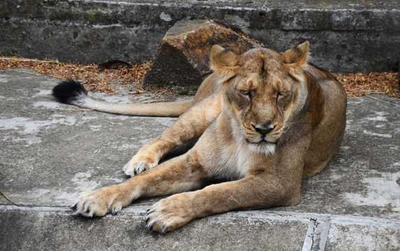 母獅子睡覺圖片