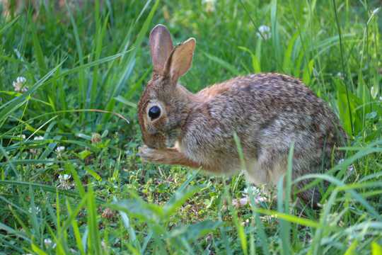 草丛的兔子图片