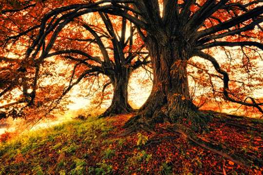 秋季树木风光照相图片