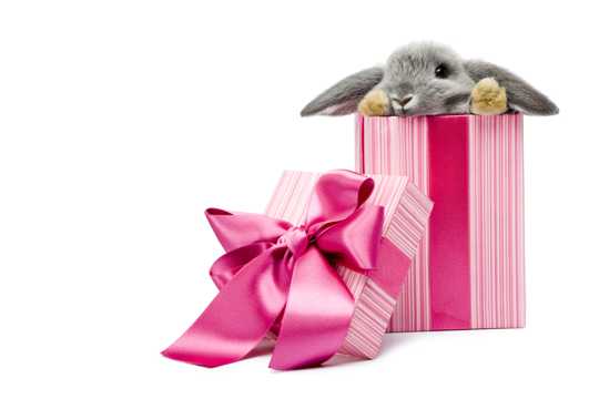 盒子里的小兔子图片