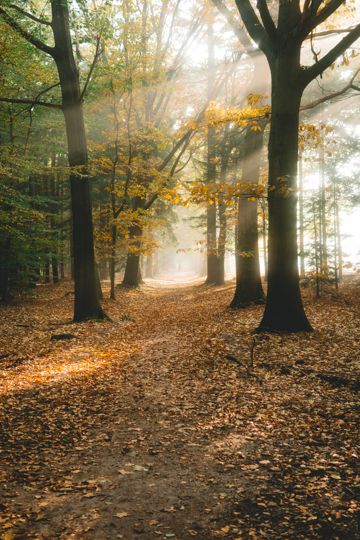 秋日的森林图片