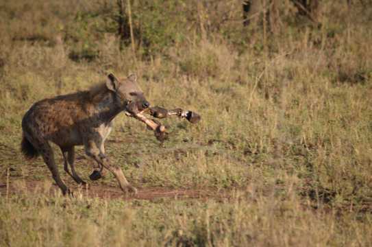 凶猛的鬣狗高清图片