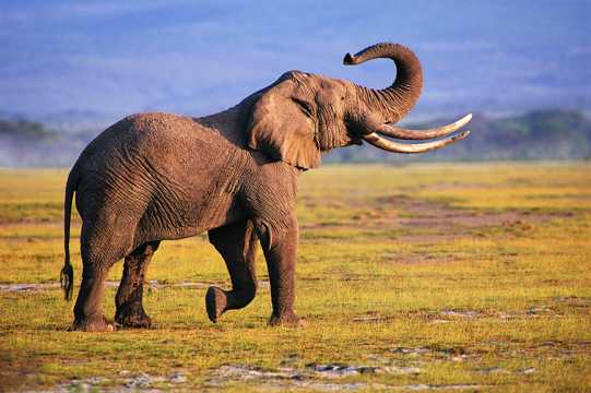 草原上的非洲大象图片
