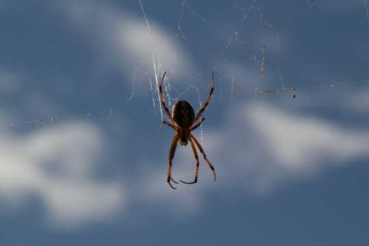 蓝天下的蜘蛛网图片