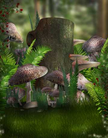 高清树林蘑菇图片
