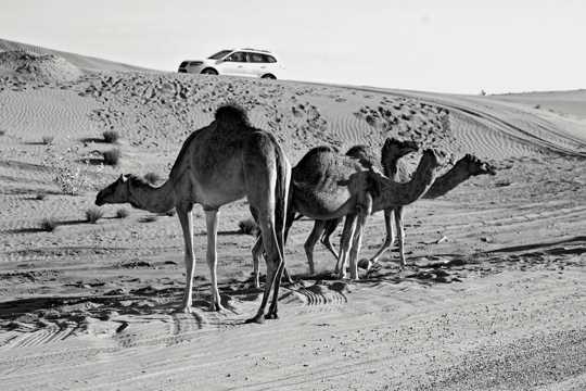 戈壁骆驼黑白拍摄图