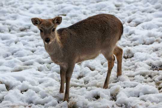 冬季雪地獐鹿图片