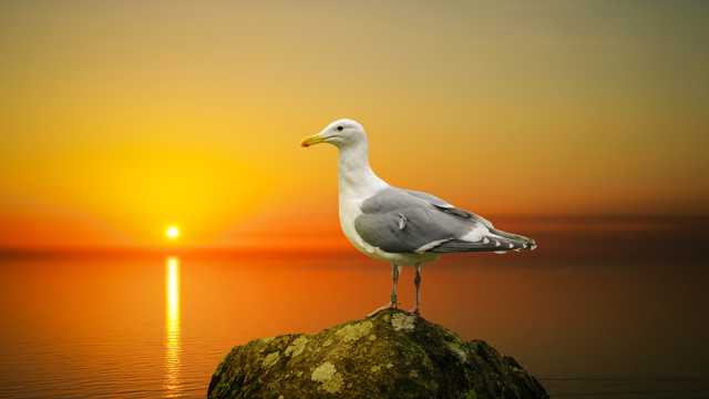 落日下的海鸥图片