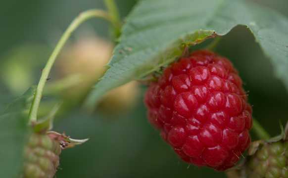 好吃的树莓图片