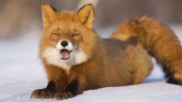 呆萌可爱的红狐图片