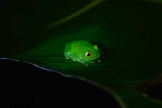 台湾树蛙图片