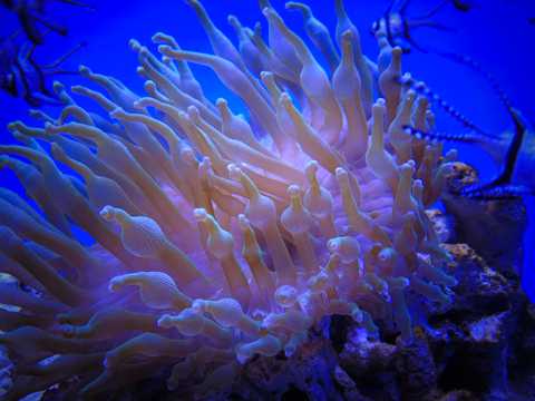 海底的海葵图片