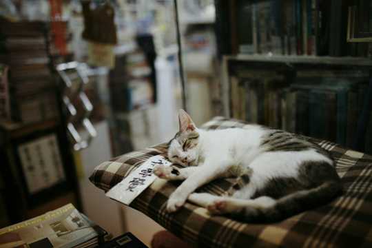 在书店沙发上睡着的猫图片
