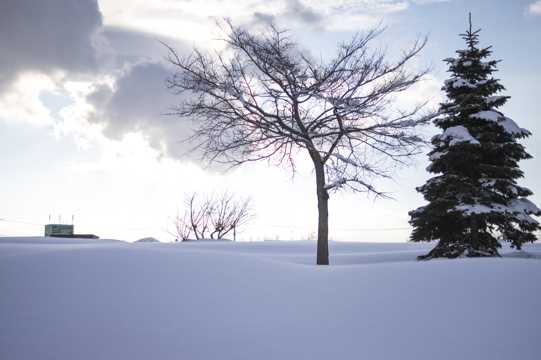 雪地上的树木图片
