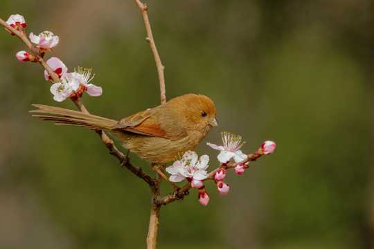 桃花樹上的棕頭鴉雀圖片