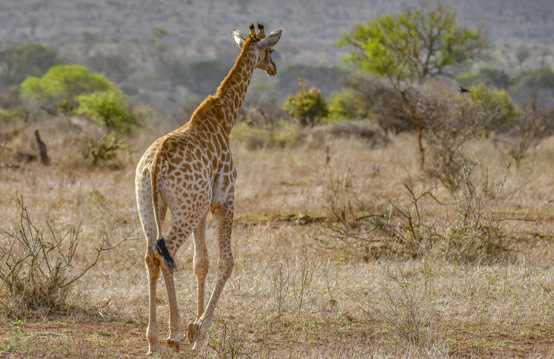 长颈鹿漫步图片