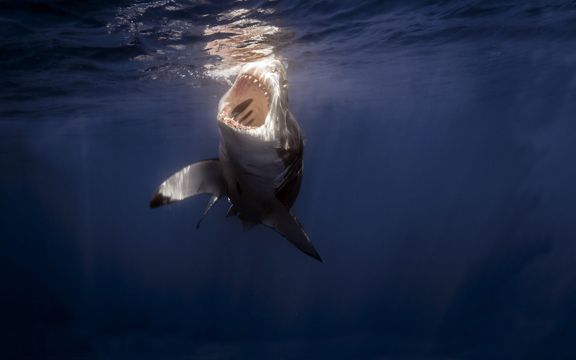 大海中的大鲨鱼图片