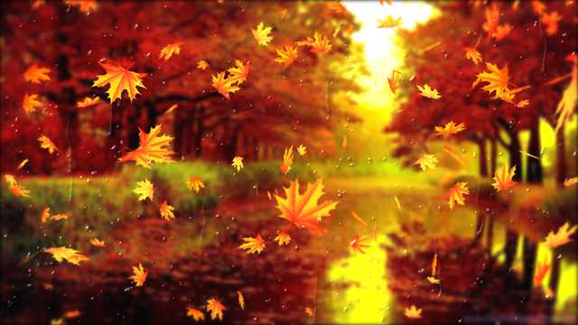 秋日黄叶唯美景物图片