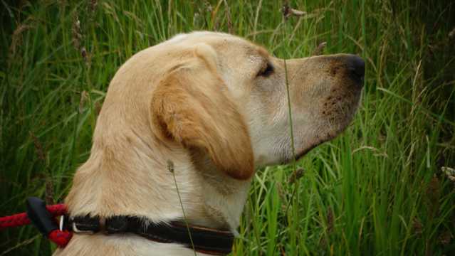 草地上的拉布拉多犬图片