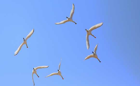 翱游中的白琵鹭图片
