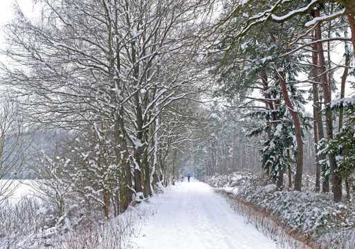 冬日树木雪景图片
