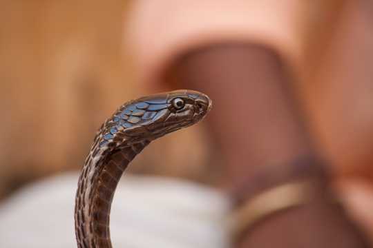 蛇的頭部圖片
