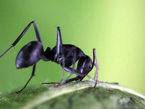 在树叶上的黑蚂蚁图片