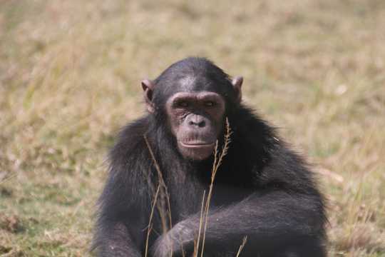 大型黑猩猩图片