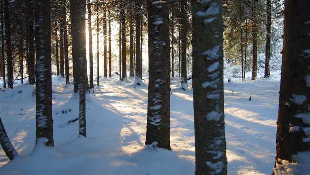 冬日的丛林图片