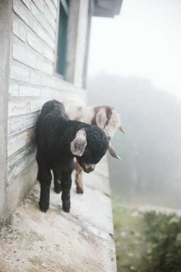 两只可人小羊羔图片