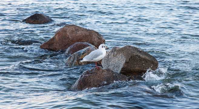 石头上的海鸥图片
