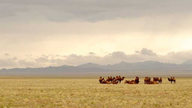 戈壁中的骆驼图片