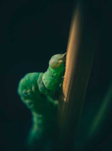 绿色的虫子图片