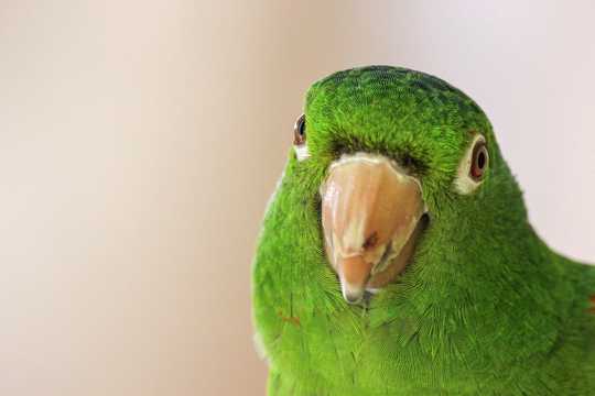 可人的亚马逊鹦鹉图片