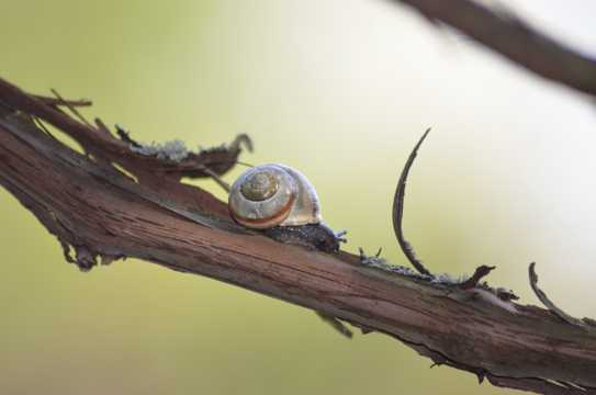 树干上的蜗牛图片