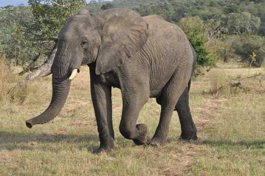 南非的野生大象图片