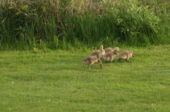 草场上的鸭群图片