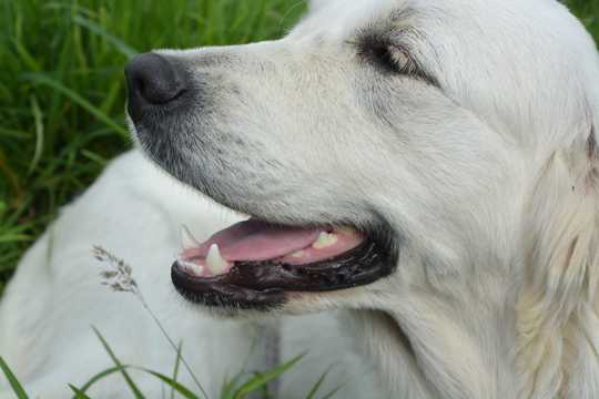 白色的金毛犬图片