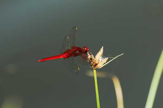 植物上的红蜻蜓图片