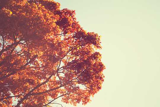 秋季的树木唯美图片