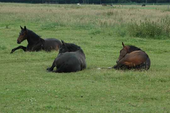 草坪上的马儿图片