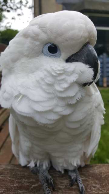 白色凤头鹦鹉图片观赏
