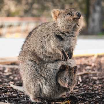 澳洲短尾矮袋鼠图片